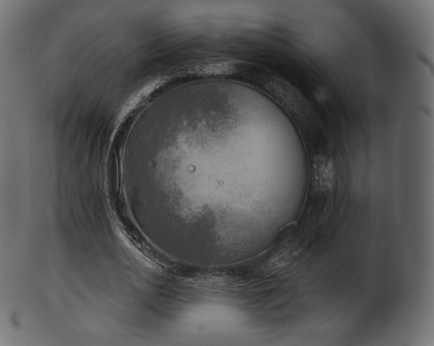 X0000102020726200807181326
