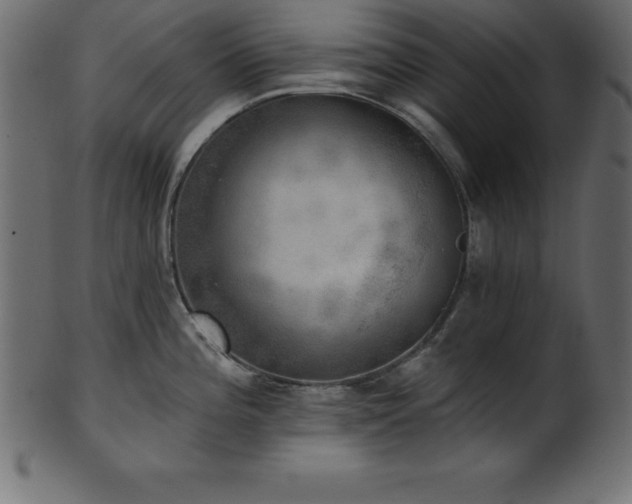 X0000102021196200807181319