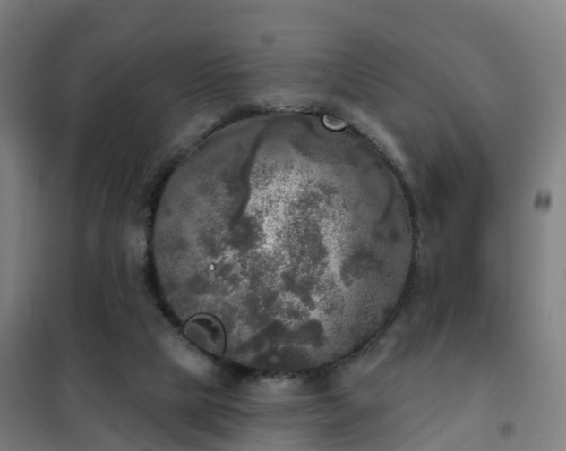 X0000102020065200807251341