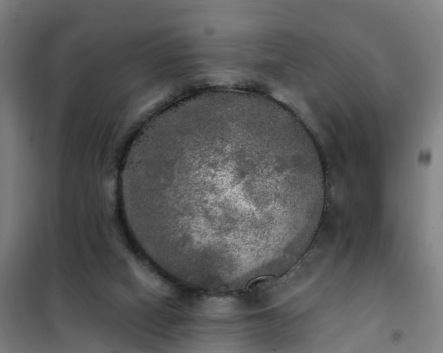 X0000102020066200807251341
