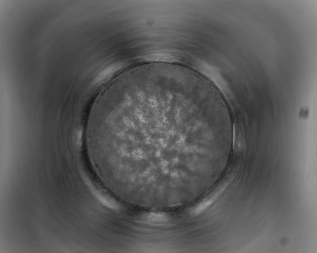 X0000102020157200807251340