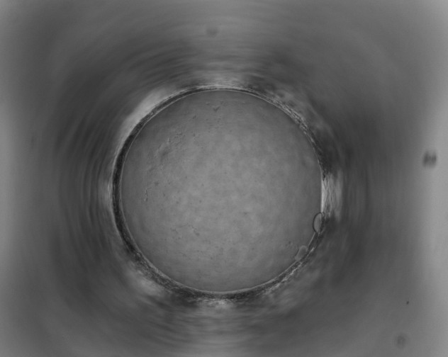 X0000102020195200807251339
