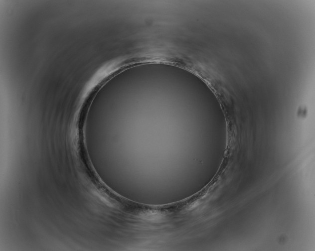X0000102020198200807251339