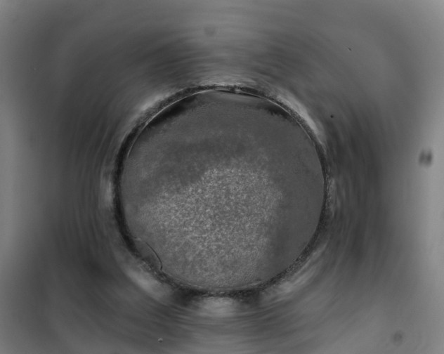 X0000102020203200807251339
