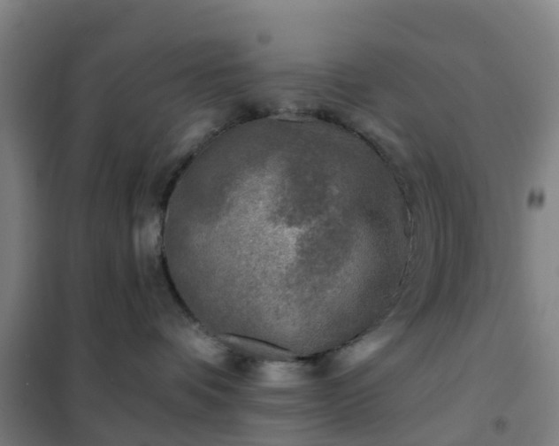 X0000102020336200807251337