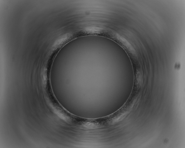 X0000102020494200807251335