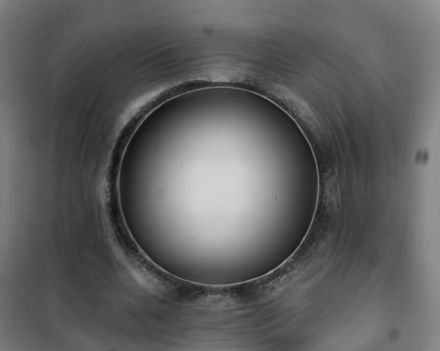 X0000102020536200807251334
