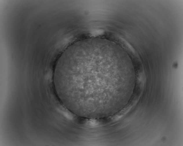X0000102020565200807251334