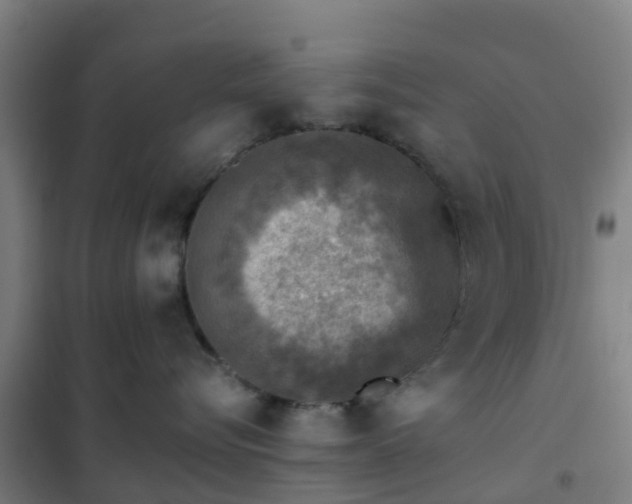 X0000102020576200807251334