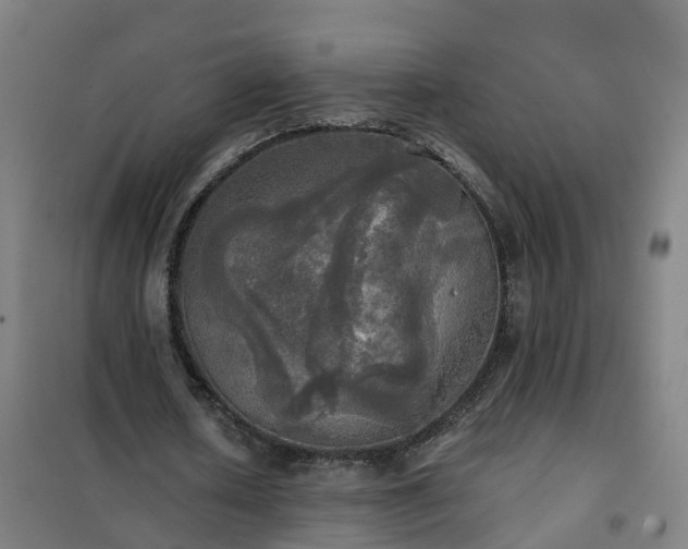 X0000102020626200807251332