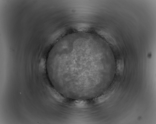X0000102020667200807251333