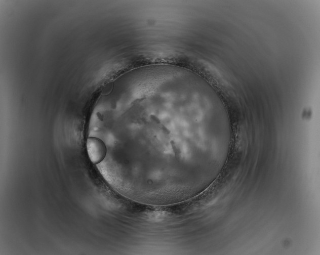 X0000102020695200807251332