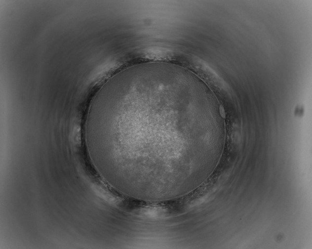 X0000102020696200807251332
