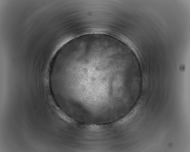 X0000102020827200807251329