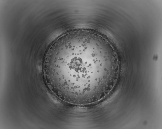 X0000102020833200807251330