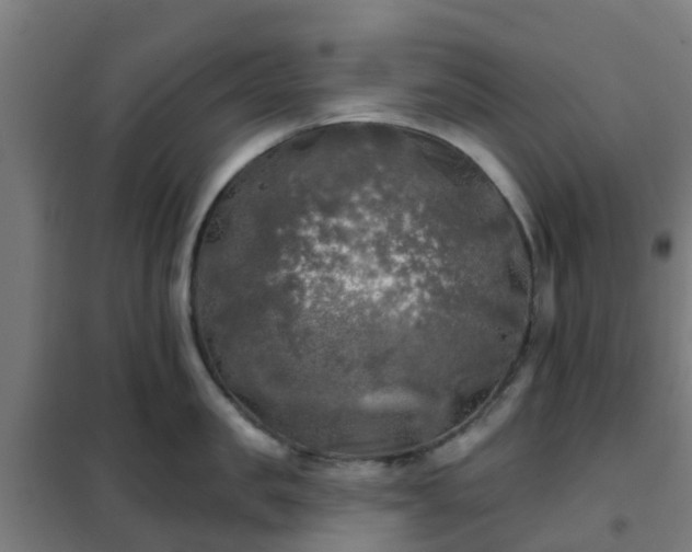 X0000102020957200807251329