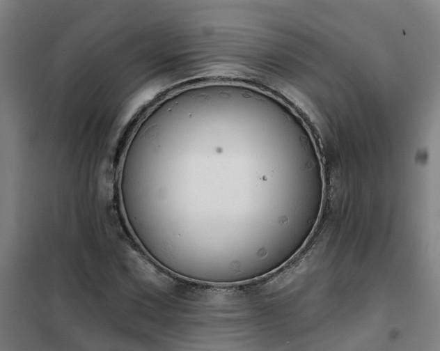 X0000102021067200807251326
