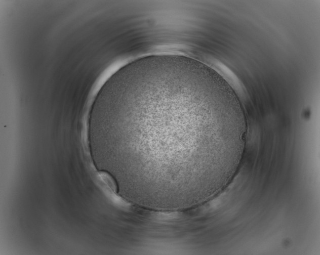 X0000102021196200807251324