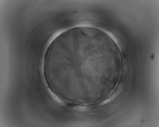 X0000102021245200807251324