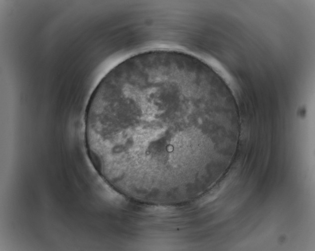 X0000102021287200807251323