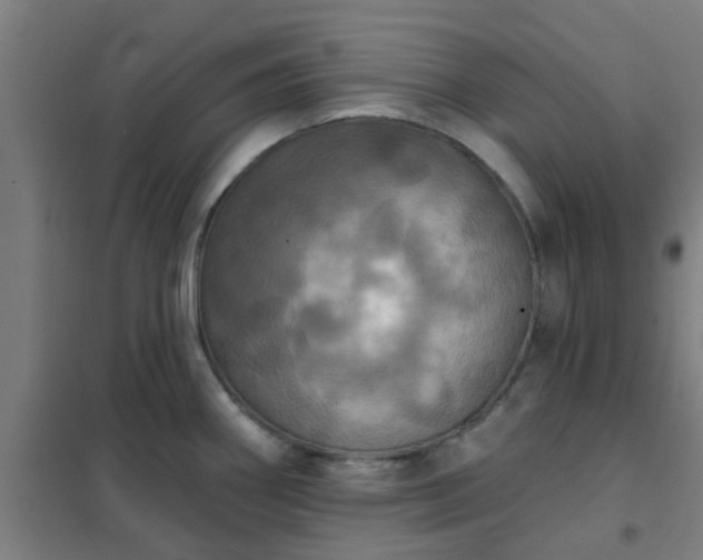 X0000102021290200807251323