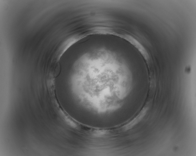 X0000102021385200807251322