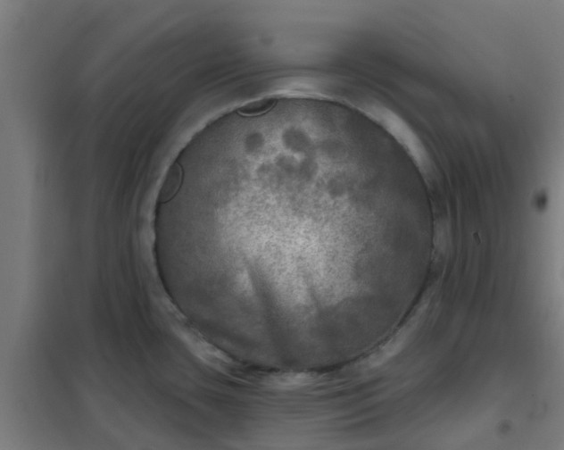 X0000102021435200807251321