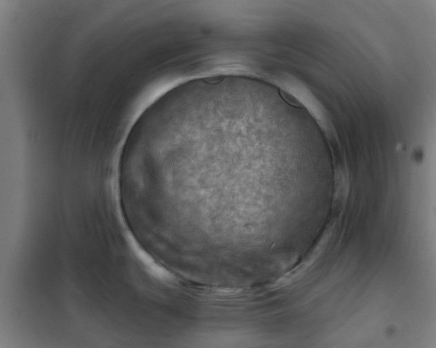 X0000102021439200807251321