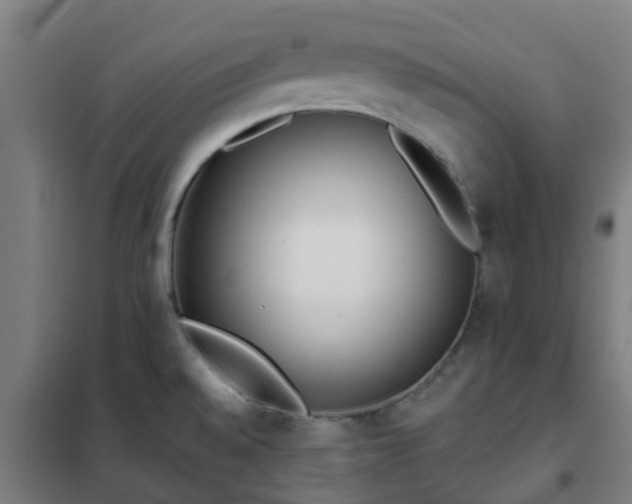 X0000102021528200807251320