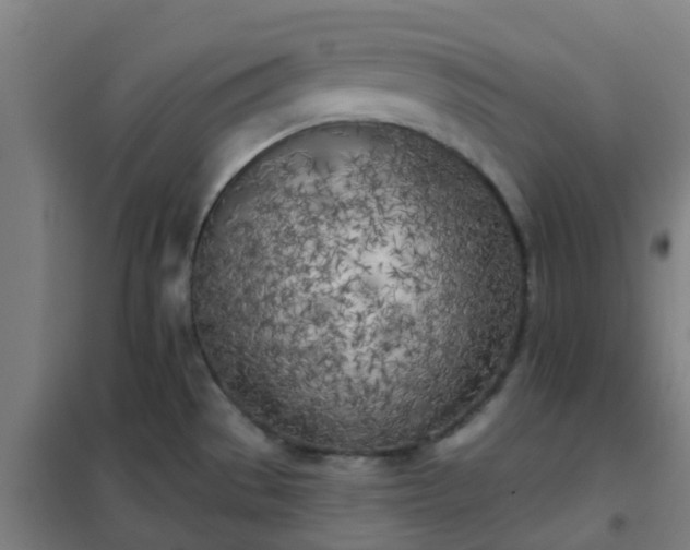 X0000102021529200807251320