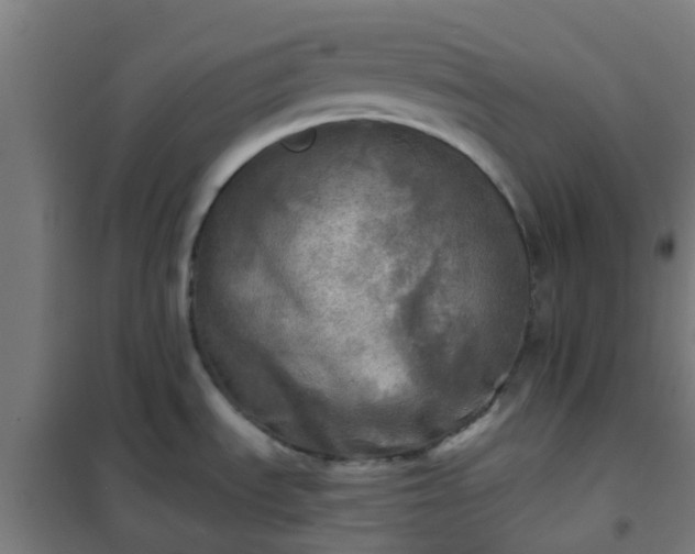 X0000102021535200807251320