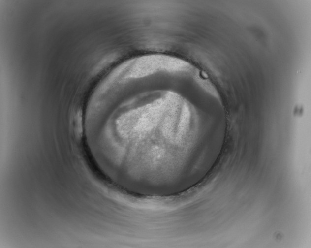 X0000102020020200808011435
