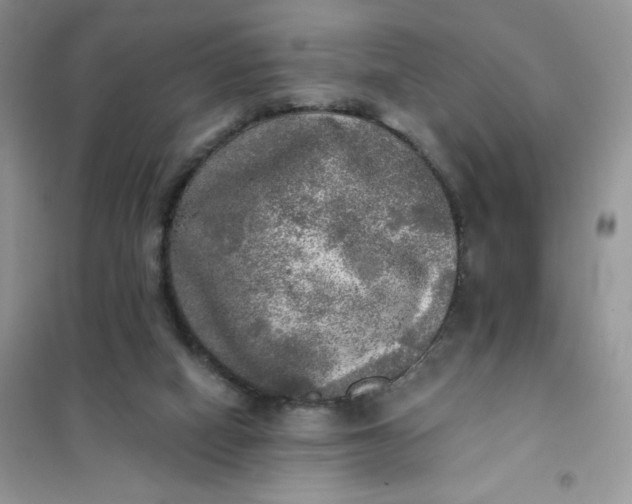 X0000102020066200808011434