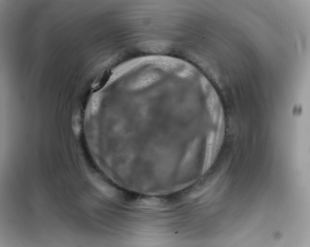X0000102020069200808011434
