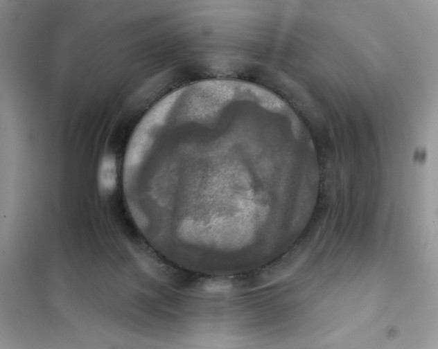 X0000102020075200808011434