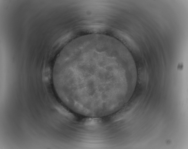 X0000102020077200808011434