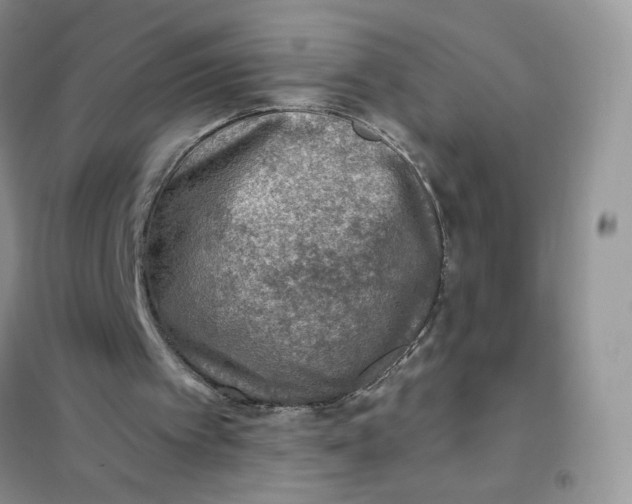 X0000102020097200808011433