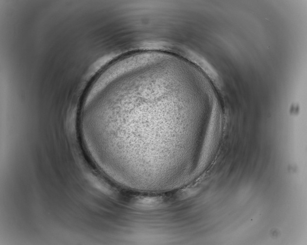 X0000102020155200808011432