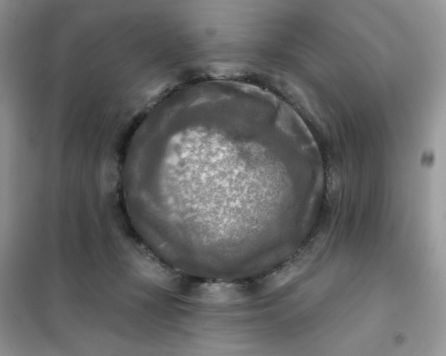 X0000102020367200808011429