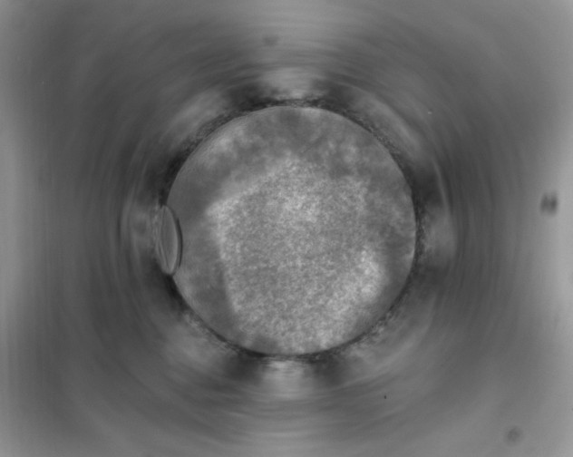 X0000102020376200808011429