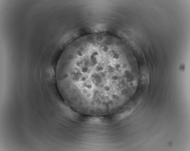 X0000102020523200808011427