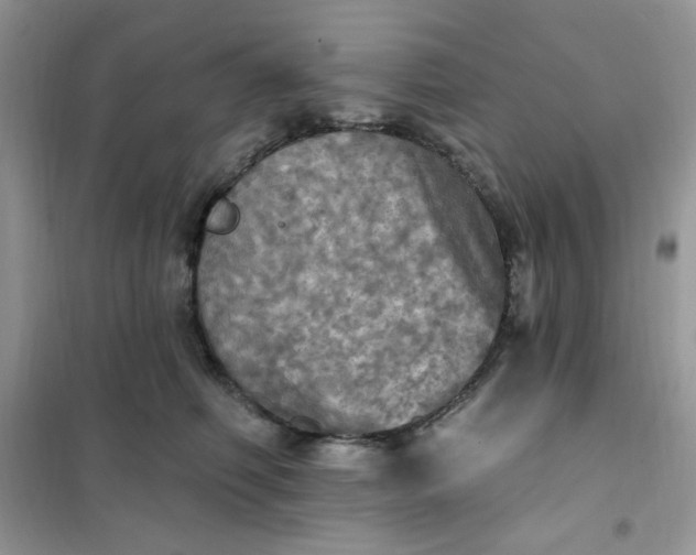 X0000102020614200808011425