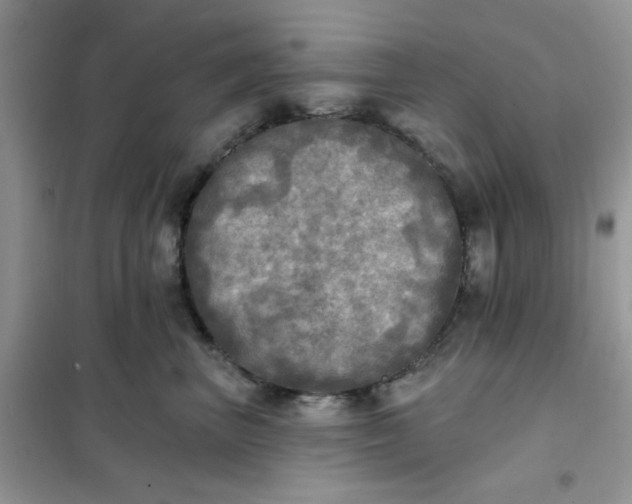 X0000102020667200808011425