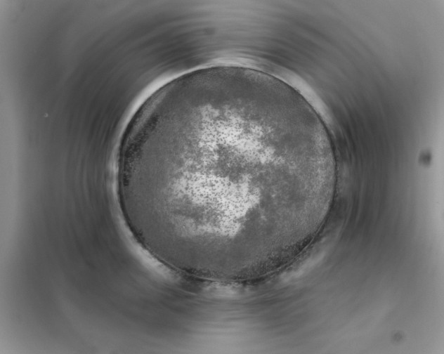 X0000102020955200808011421