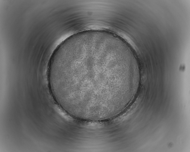 X0000102021026200808011419