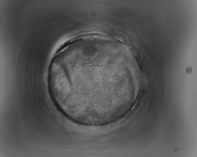 X0000102020006200808081759