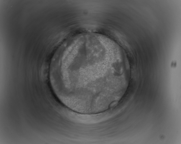 X0000102020030200808081759