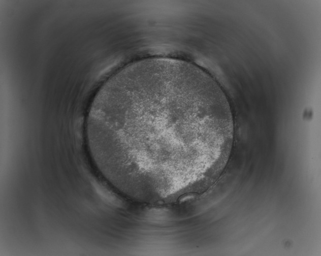 X0000102020066200808081758
