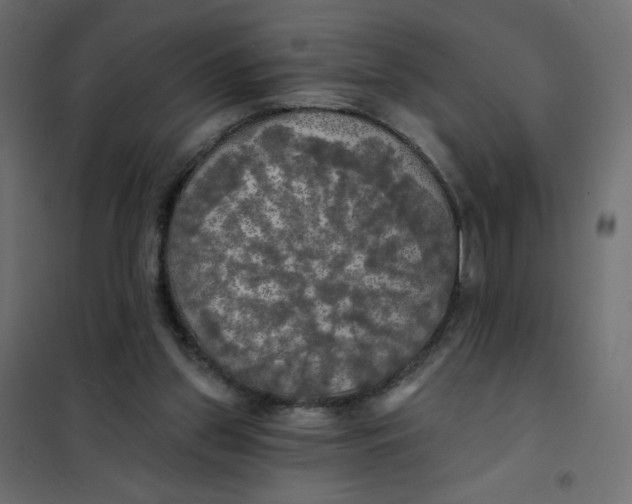 X0000102020157200808081757