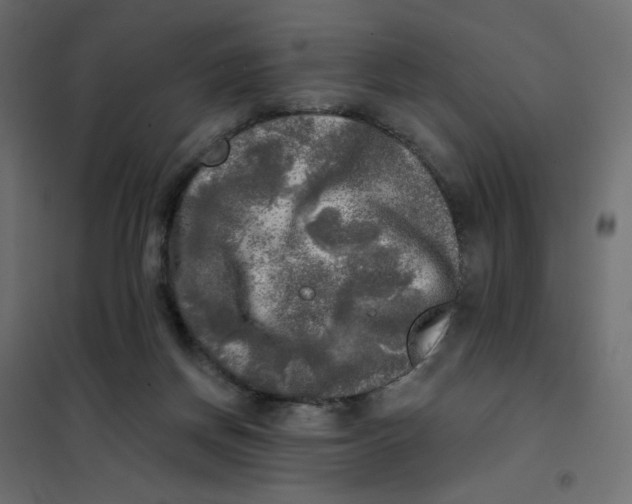 X0000102020166200808081757